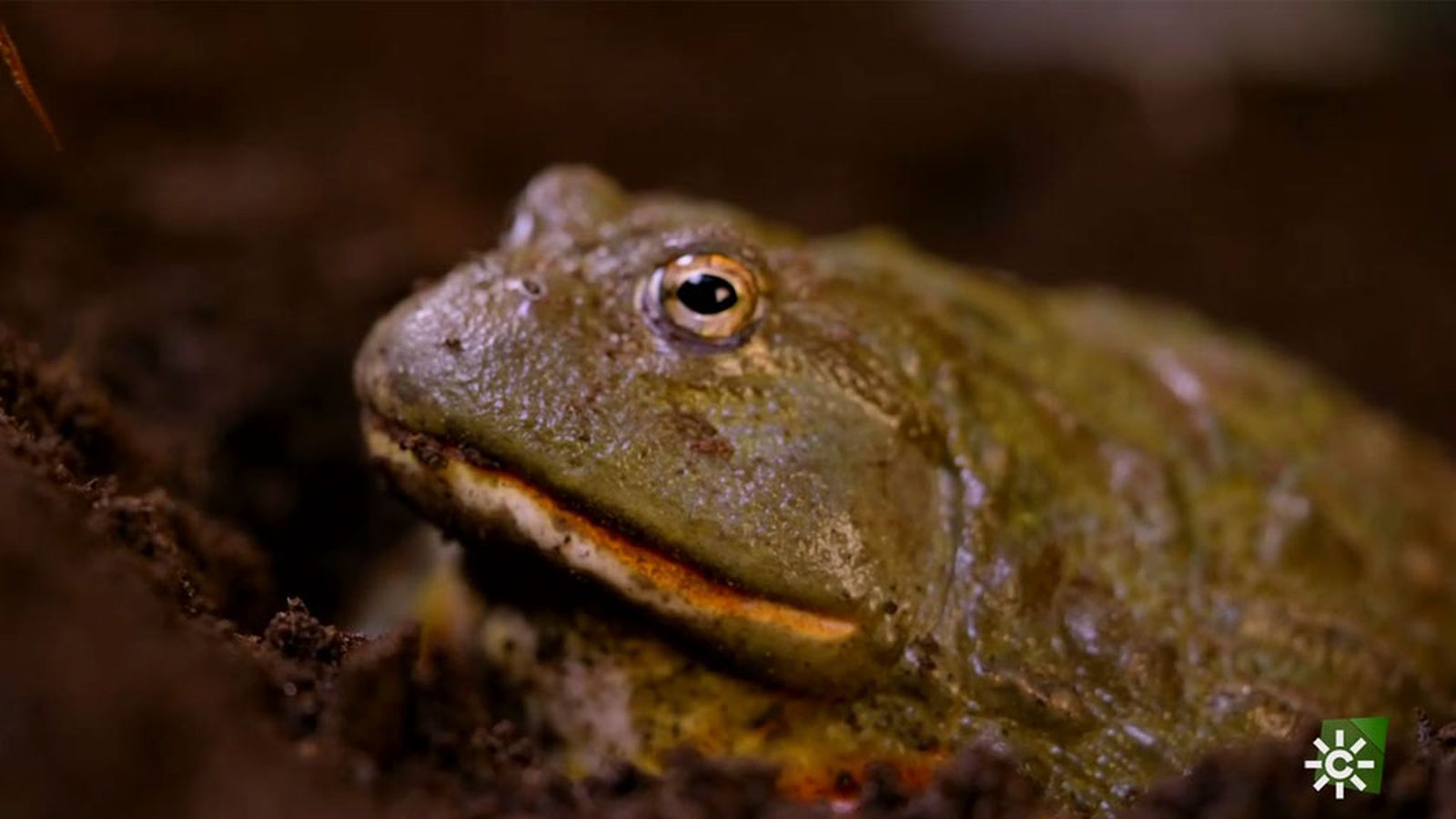 Jabba, la rana toro africana que parece un personaje de la saga de Star Wars