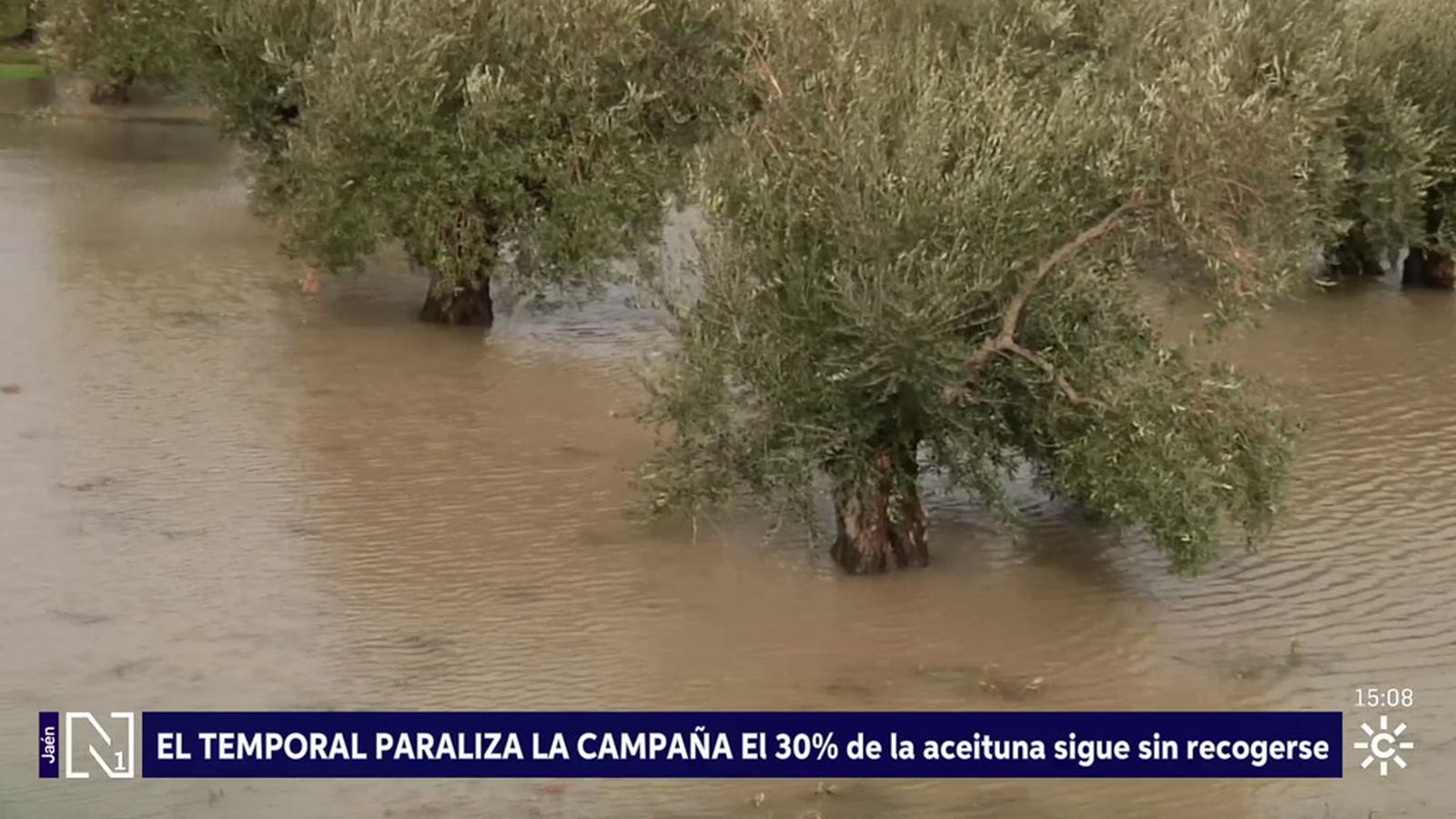 El tren de borrascas perjudica al tramo final de la campaña de la aceituna