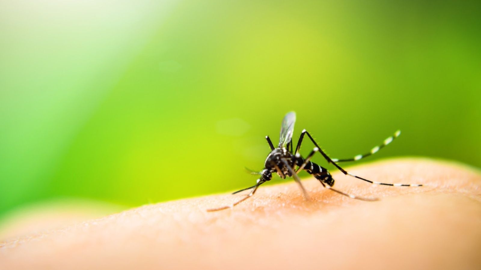 mosquito