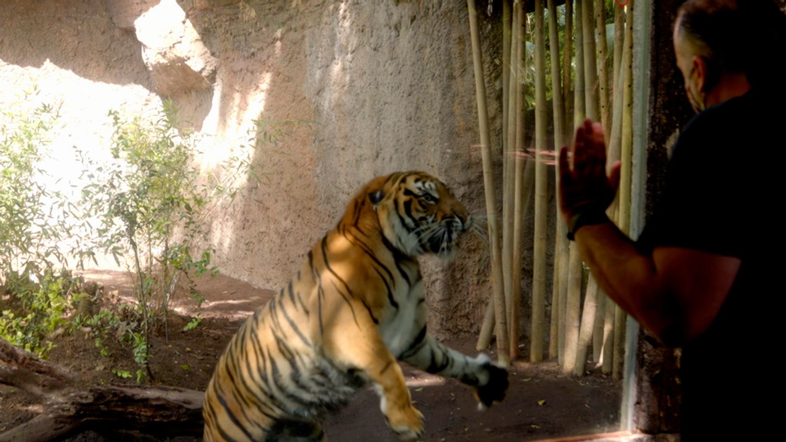 Crónicas del Zoo Estreno Promo 1024 px