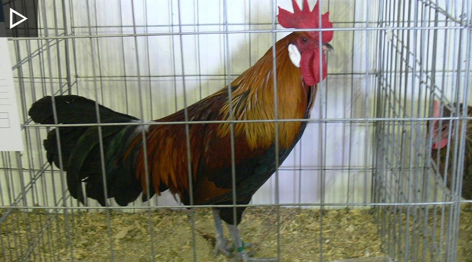 gallo