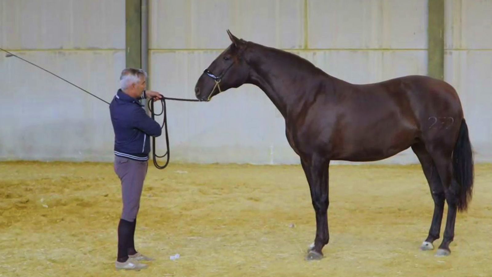 Conocemos la labor del presentador y la maquilladora de caballos de competición