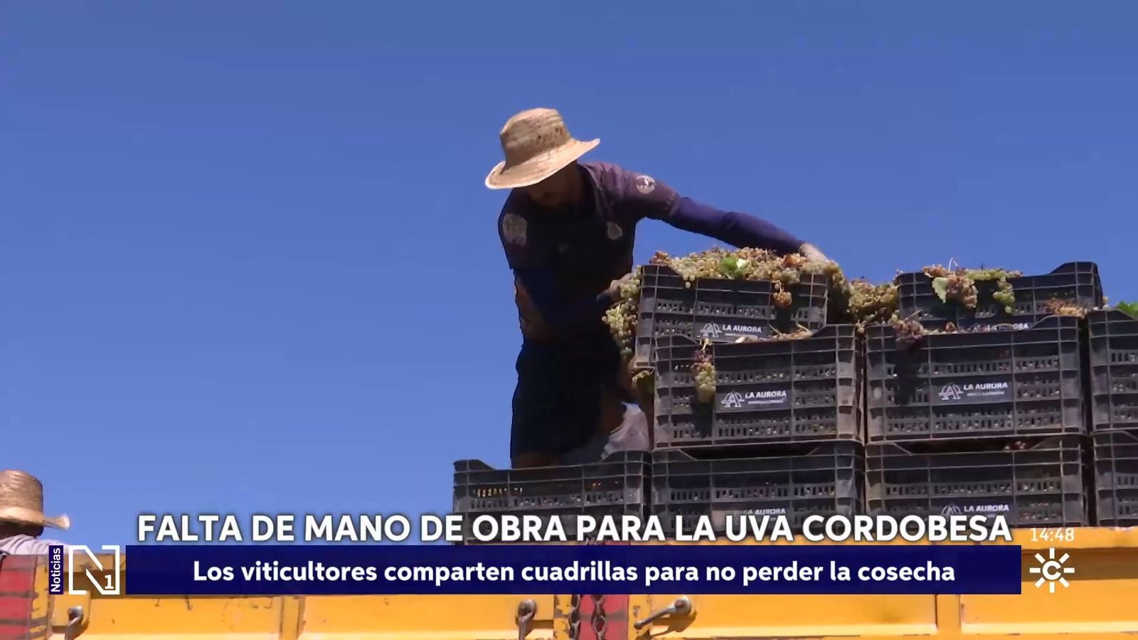 Falta mano de obra en la vendimia cordobesa