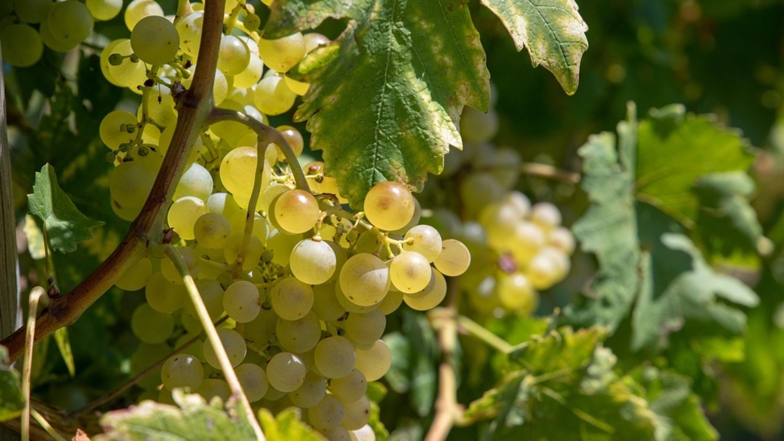 Uvas, vendimia