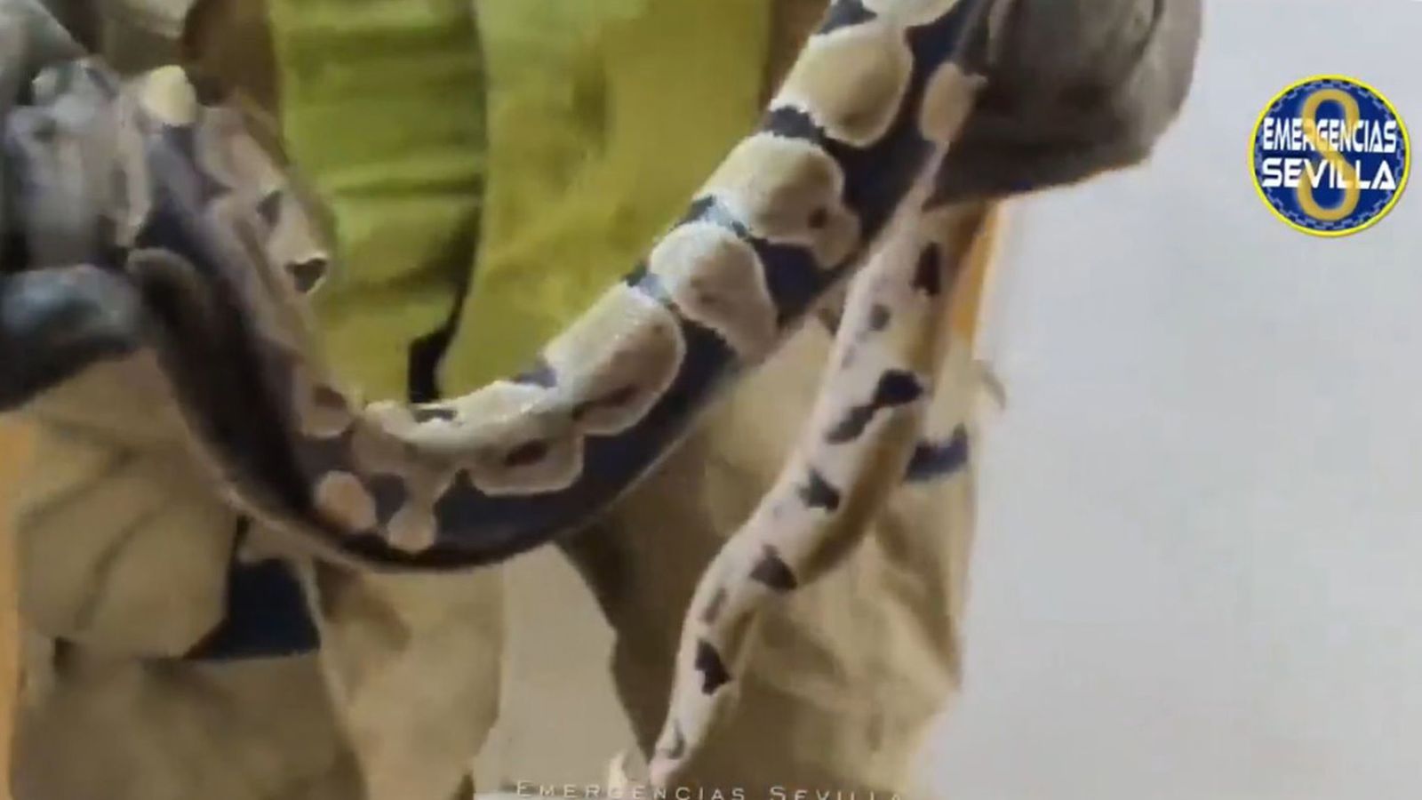 N1_TAPA_SERPIENTE