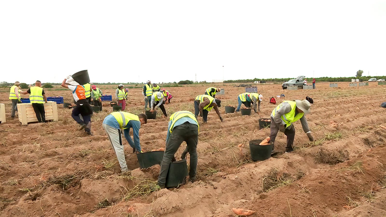 Creciendo la producción ecológica en Andalucía