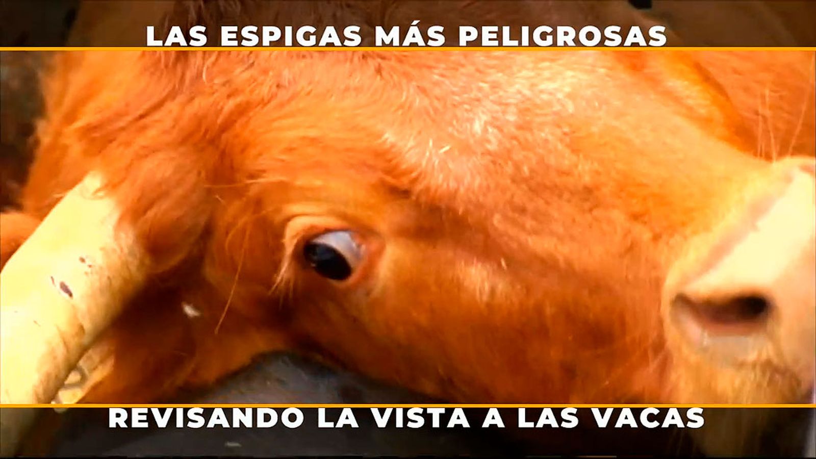 Así se revisa la vista a las vacas para evitar lesiones