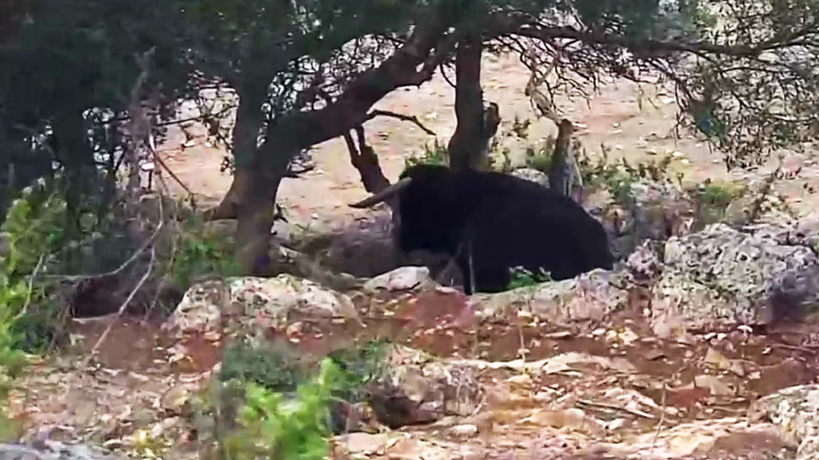 El peligro de un toro bravo escondido entre las rocas