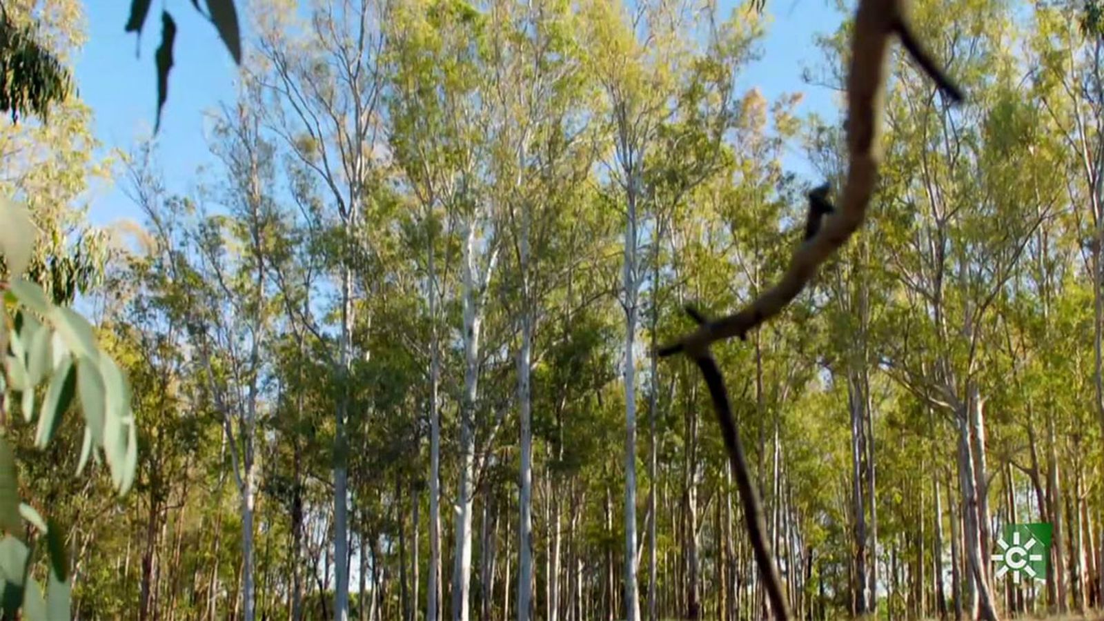 El Arboreto de El Villar, un bosque exótico en el condado de Huelva