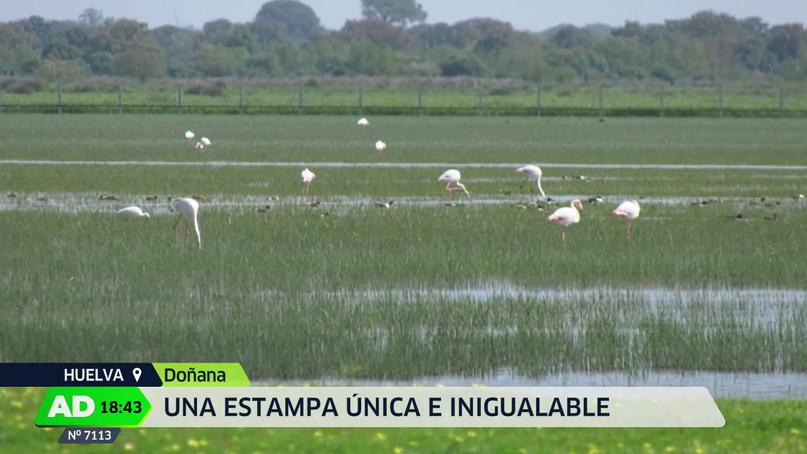 Doñana luce en todo su esplendor tras la intensas lluvias