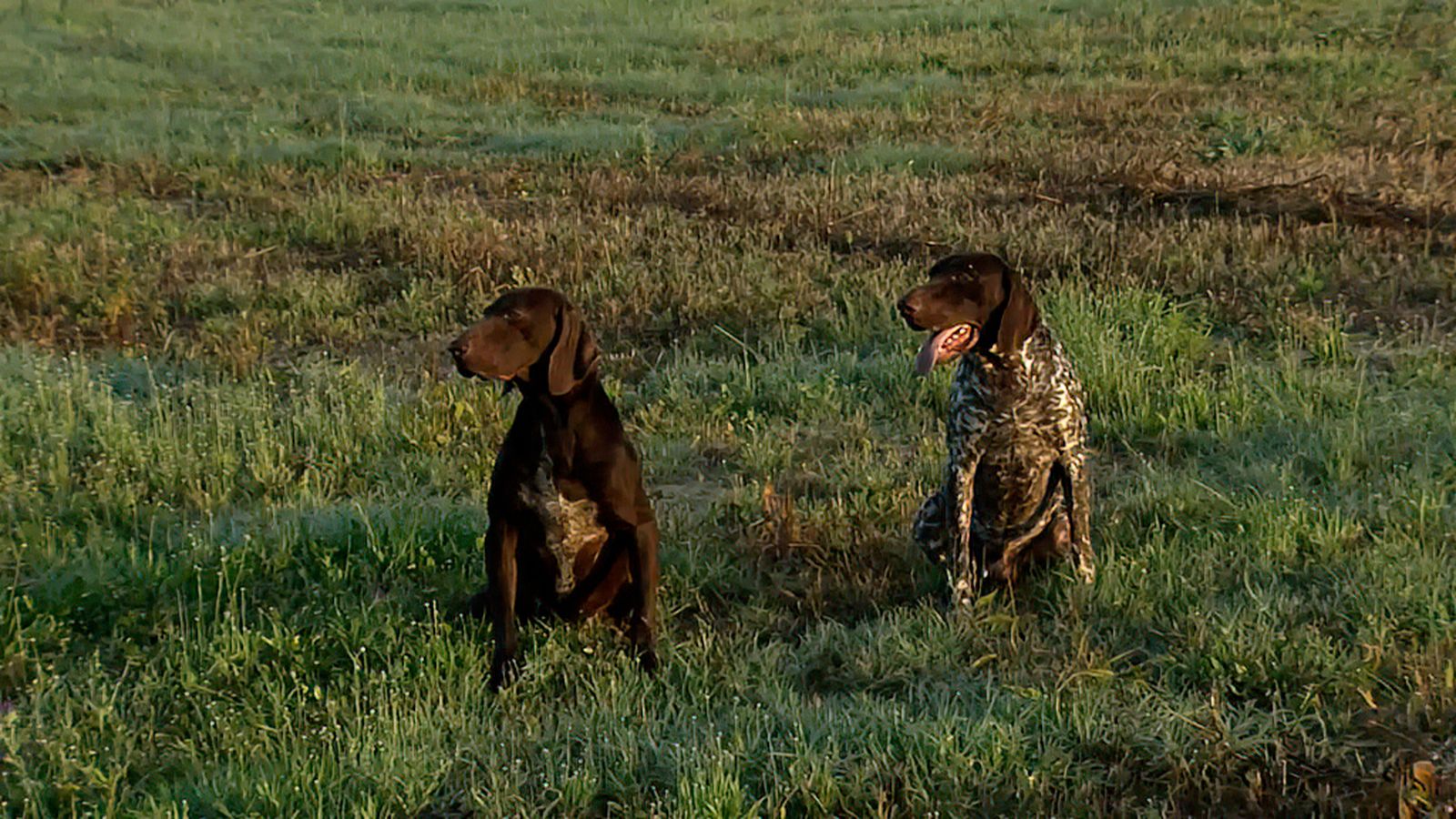 Las claves para adiestrar a un perro de caza