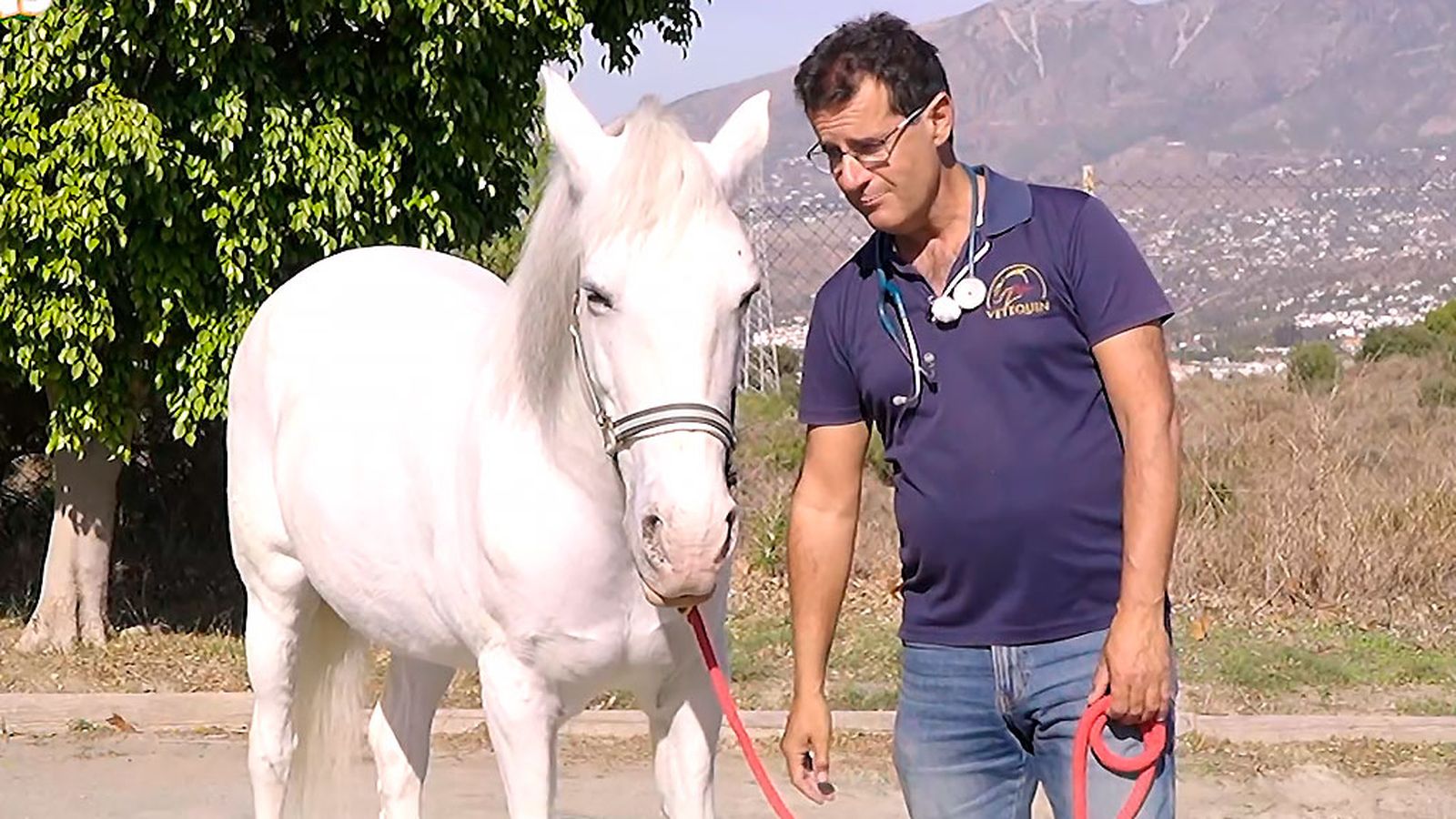 Cómo detectar el dolor en un caballo