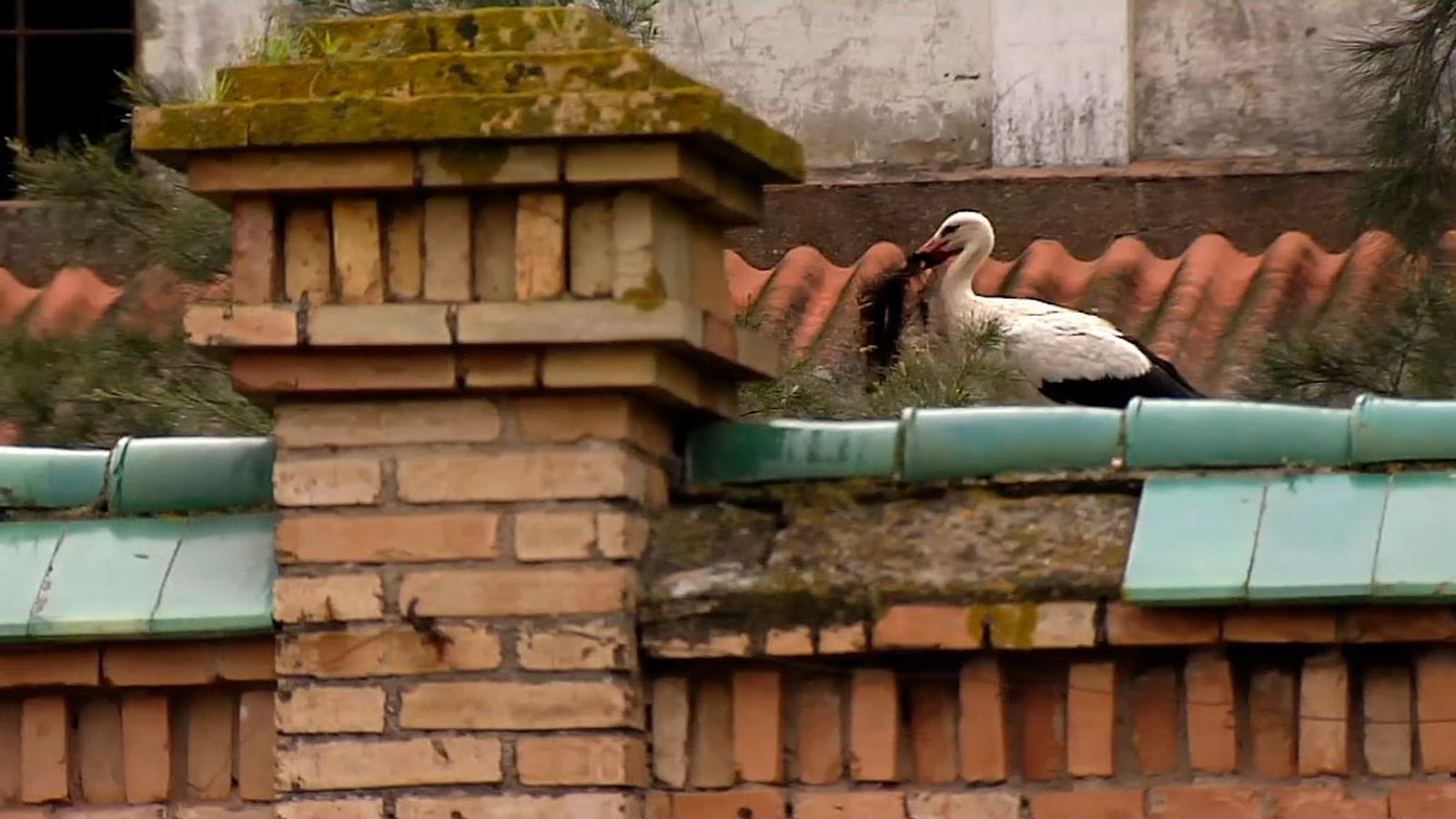 Cigüeñas en las ciudad