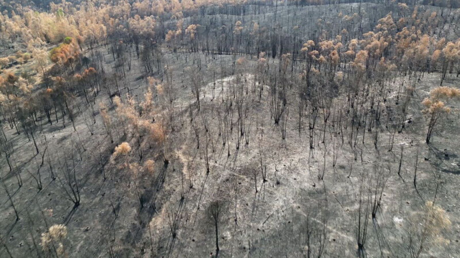 Zonas devastadas por el fuego este verano en "Espacio protegido"