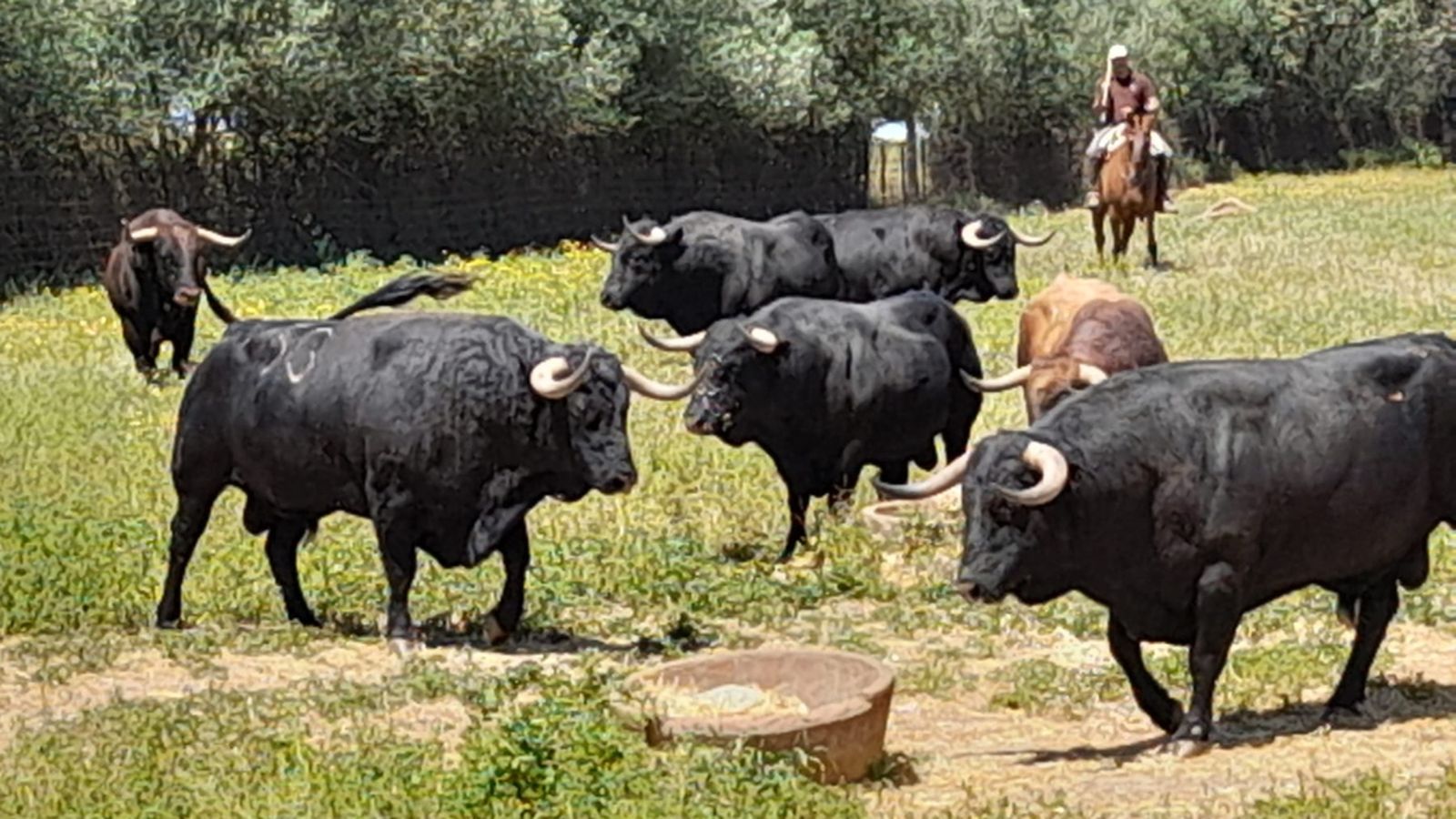 Toros para todos 12/05/22