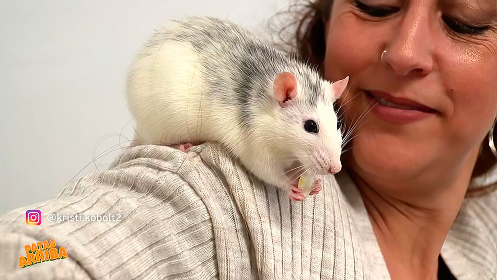 ¿Es la rata un buen animal de compañía?