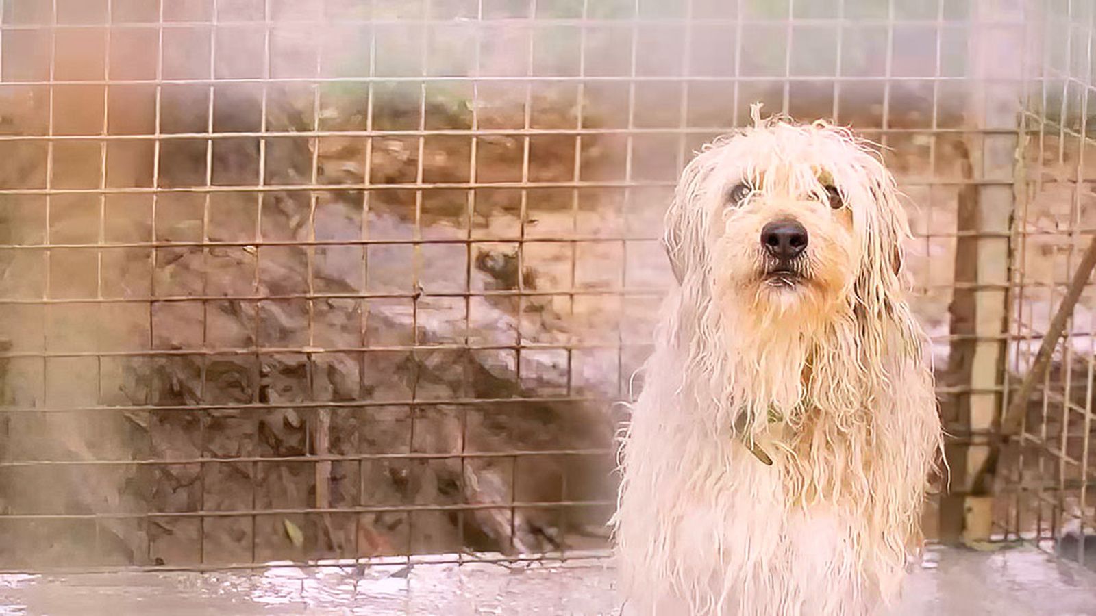 Los animales también sufren por las fuertes lluvias