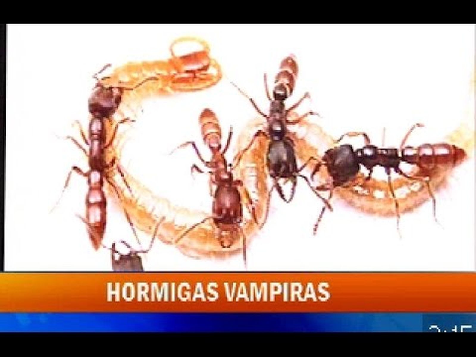 Hallazgo de hormigas vampiras en la sierra de Córdoba