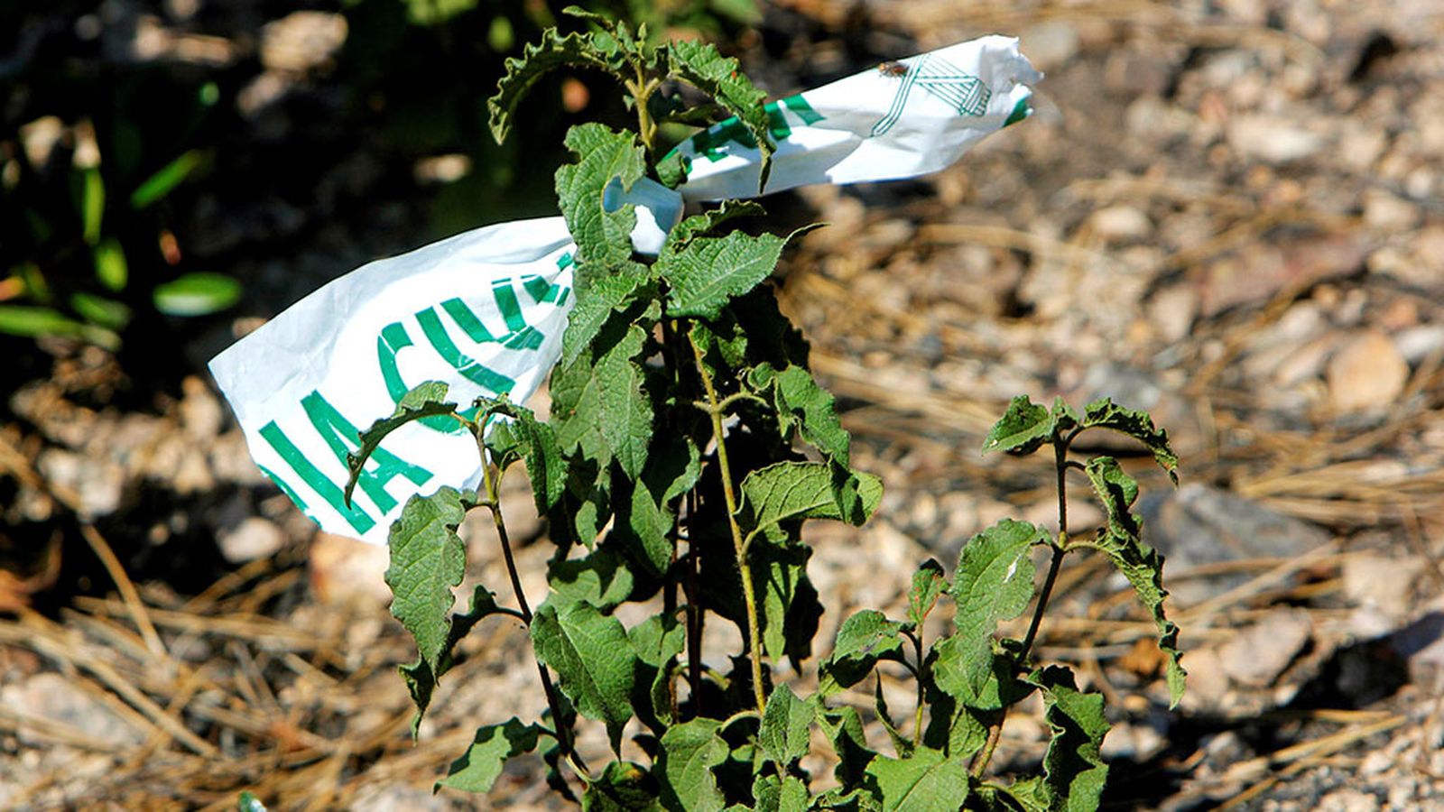 FOTO_HUESOS_HUELVA