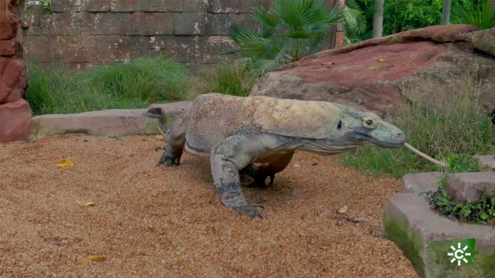 Reo, un dragón de Komodo que necesita una operación de cataratas