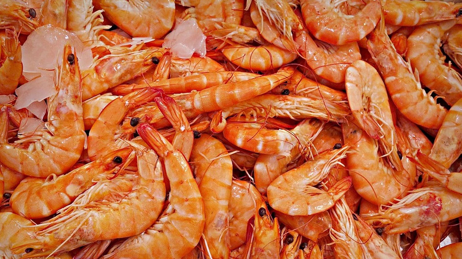 Tapa Gambas 1024