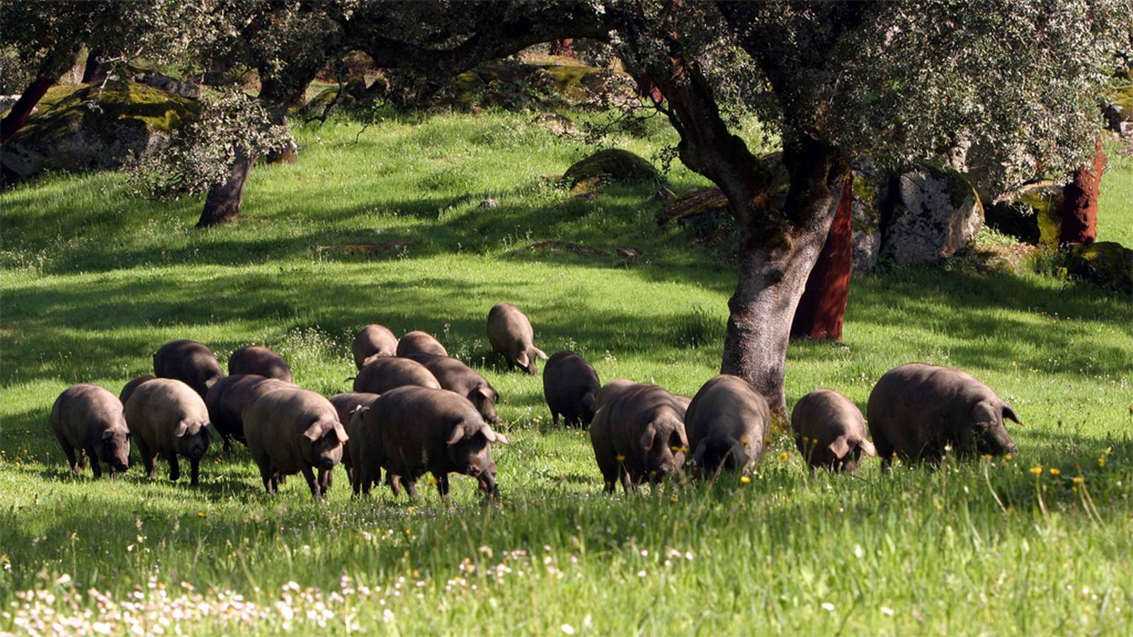Cerdo ibérico Dehesa