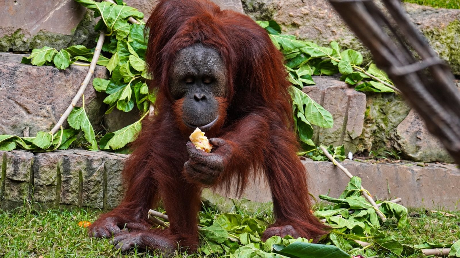 Popo, el orangután de Bioparc Fuengirola