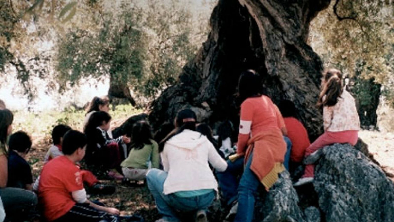 entre olivos