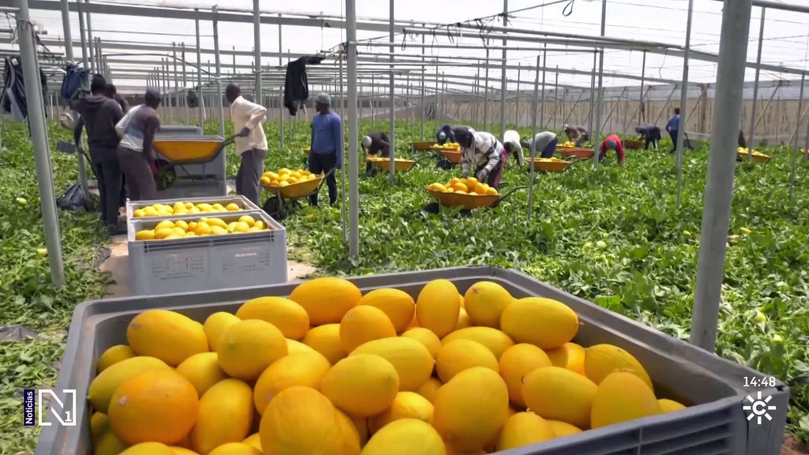 Llegan al mercado los primeros melones y sandías almerienses