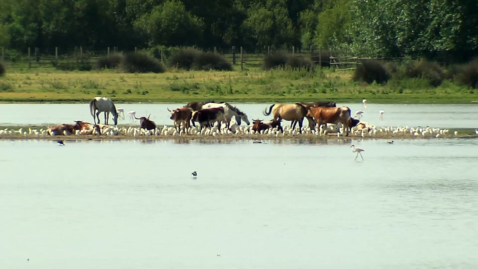 La lluvia reanima Doñana aunque los desafíos persisten