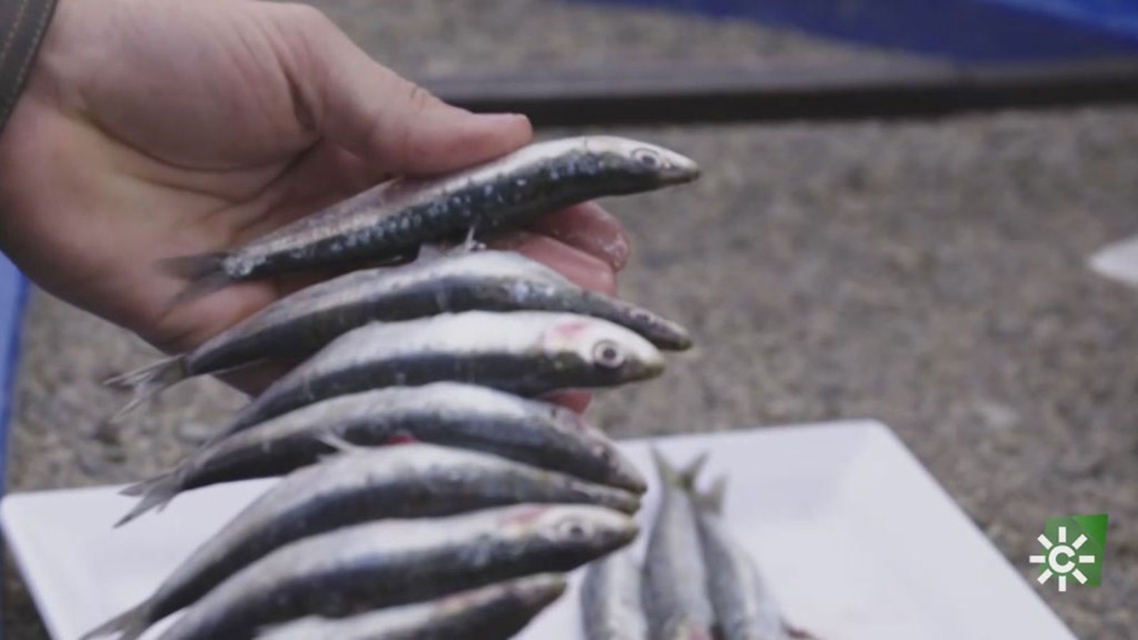 Aprendemos a espetar sardinas en Salobreña