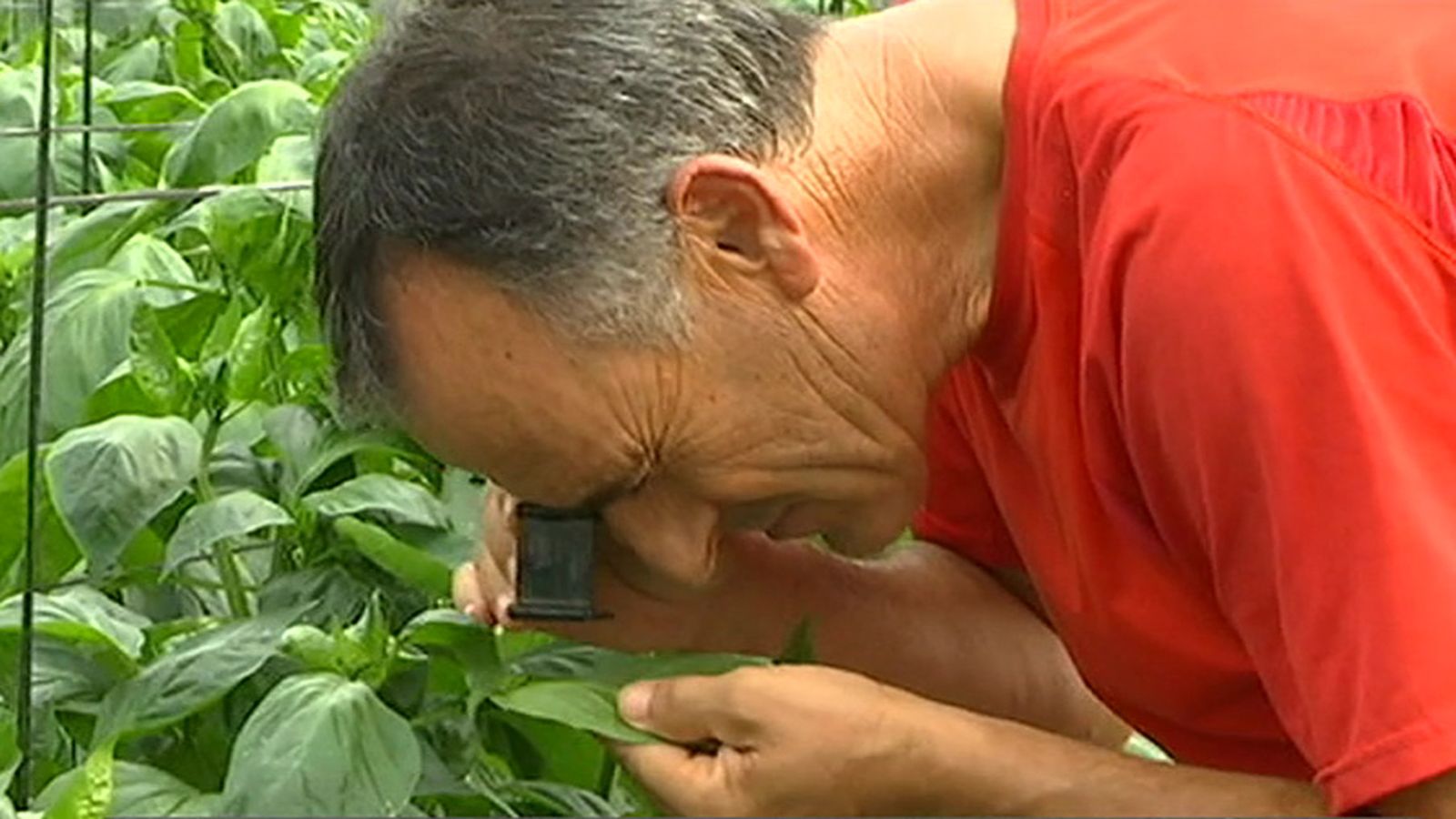 Cultivo_pimientos