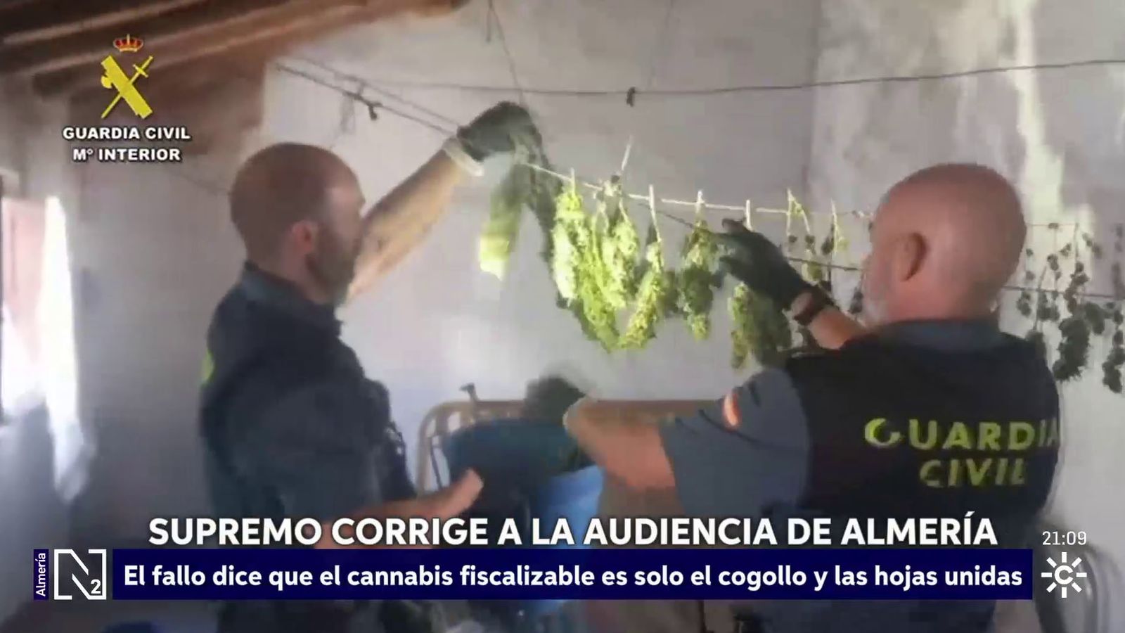 El Supremo declara que la hoja no cuenta como cannabis incautado, solo el cogollo
