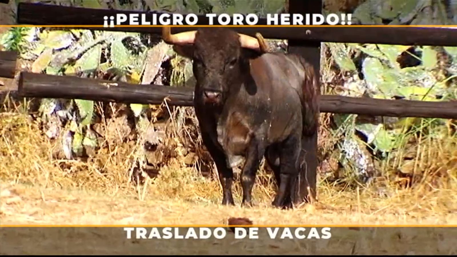 El ataque sorpresa de un toro herido pone en apuros a un cámara durante el traslado en Palma del Río