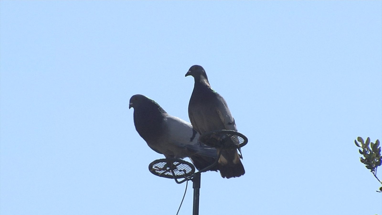 Lances 16 junio caza palomas