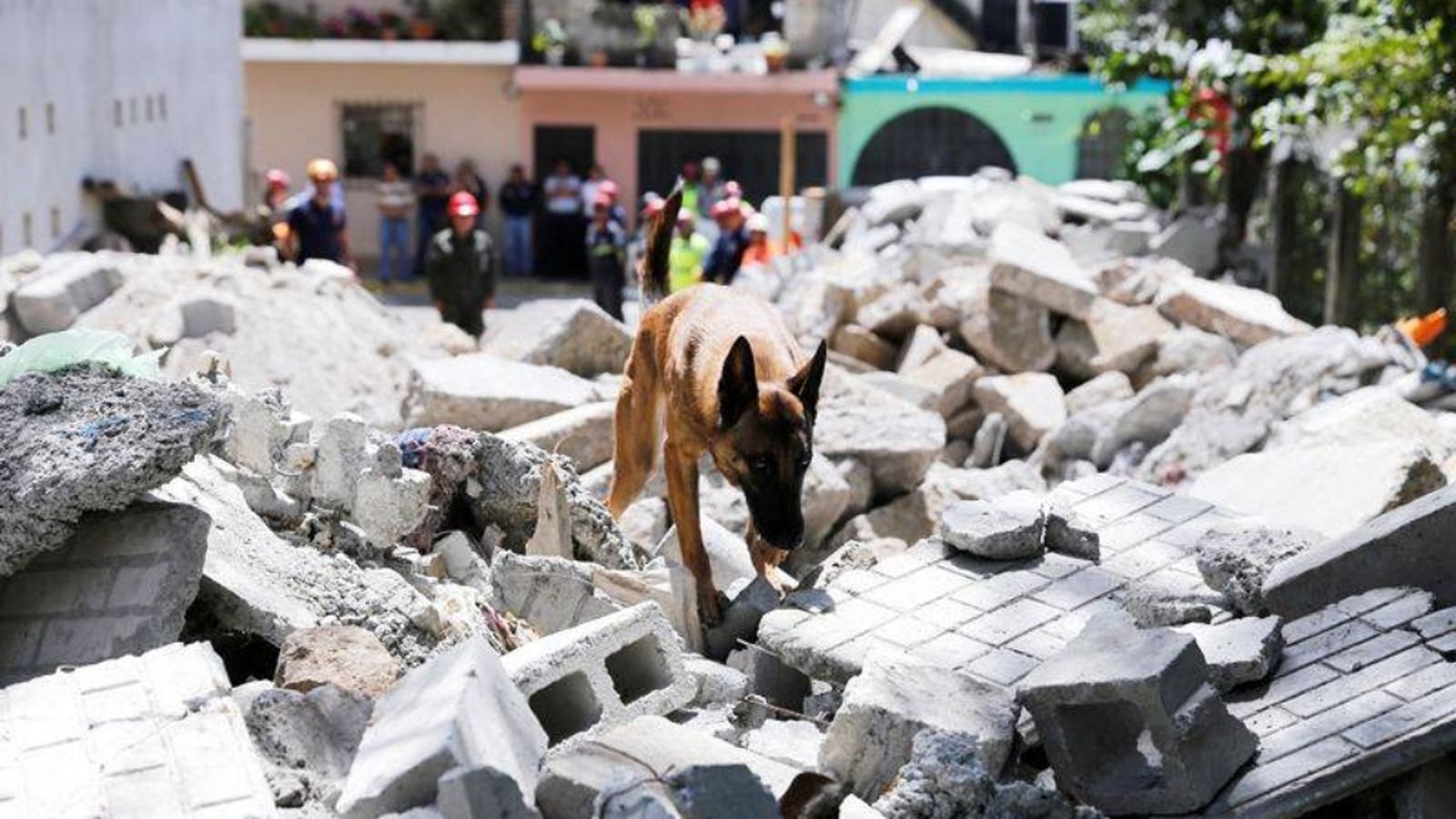Espacio protegido perros rescate