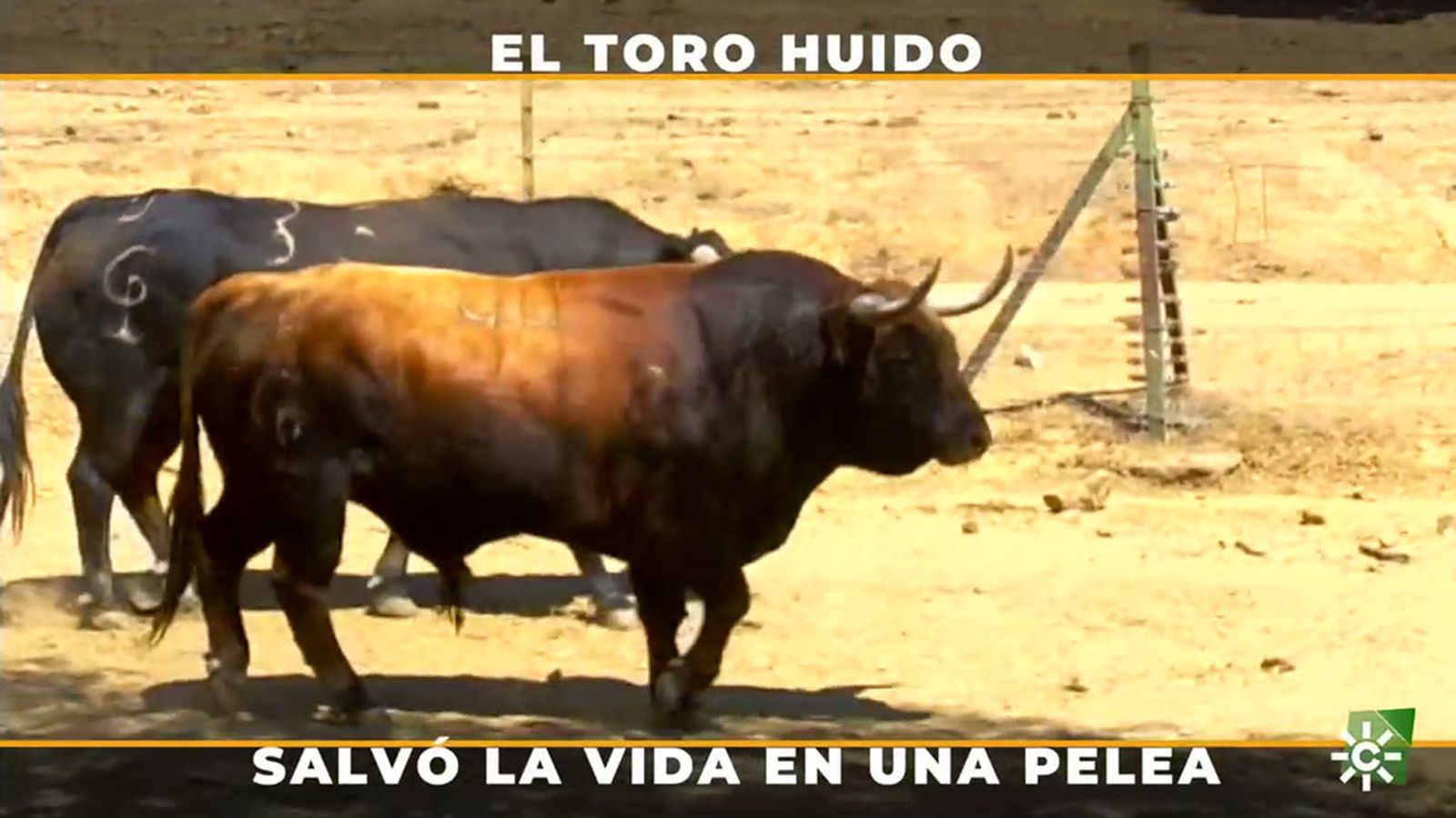 Cómo salvar la vida de un toro cuando hay una pelea en el campo
