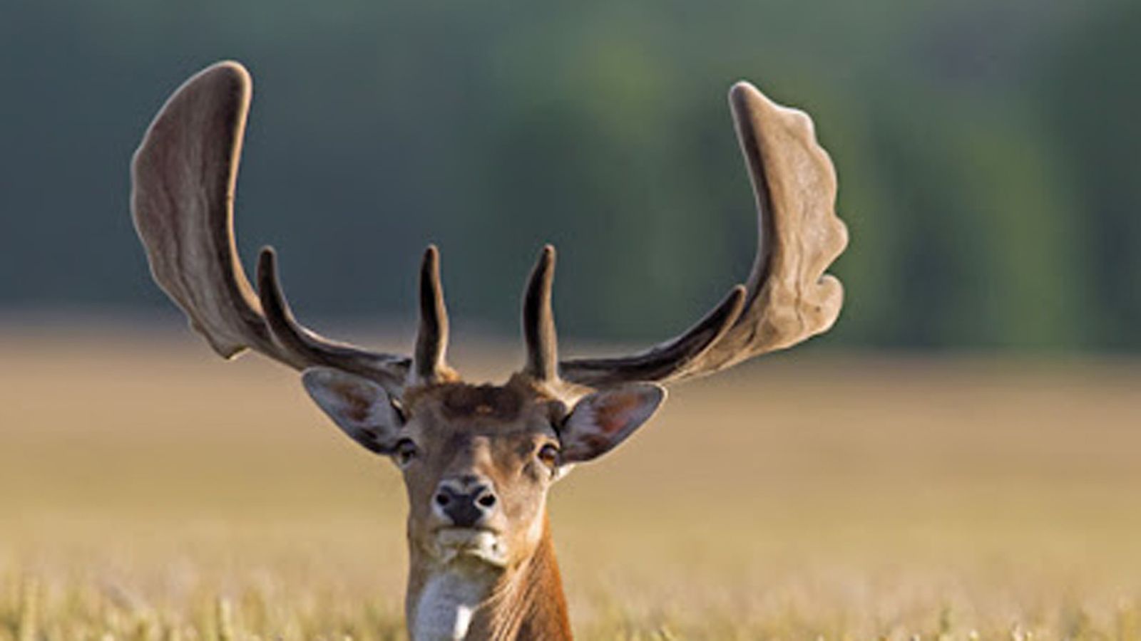 COMUNICACIÓN ANDALUCÍA ES NATURALEZA FOTO