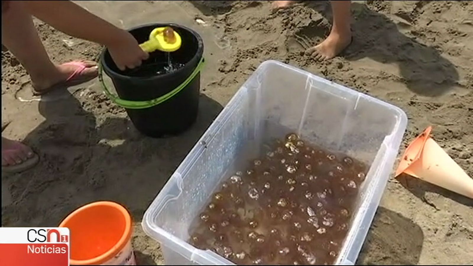 medusas N1