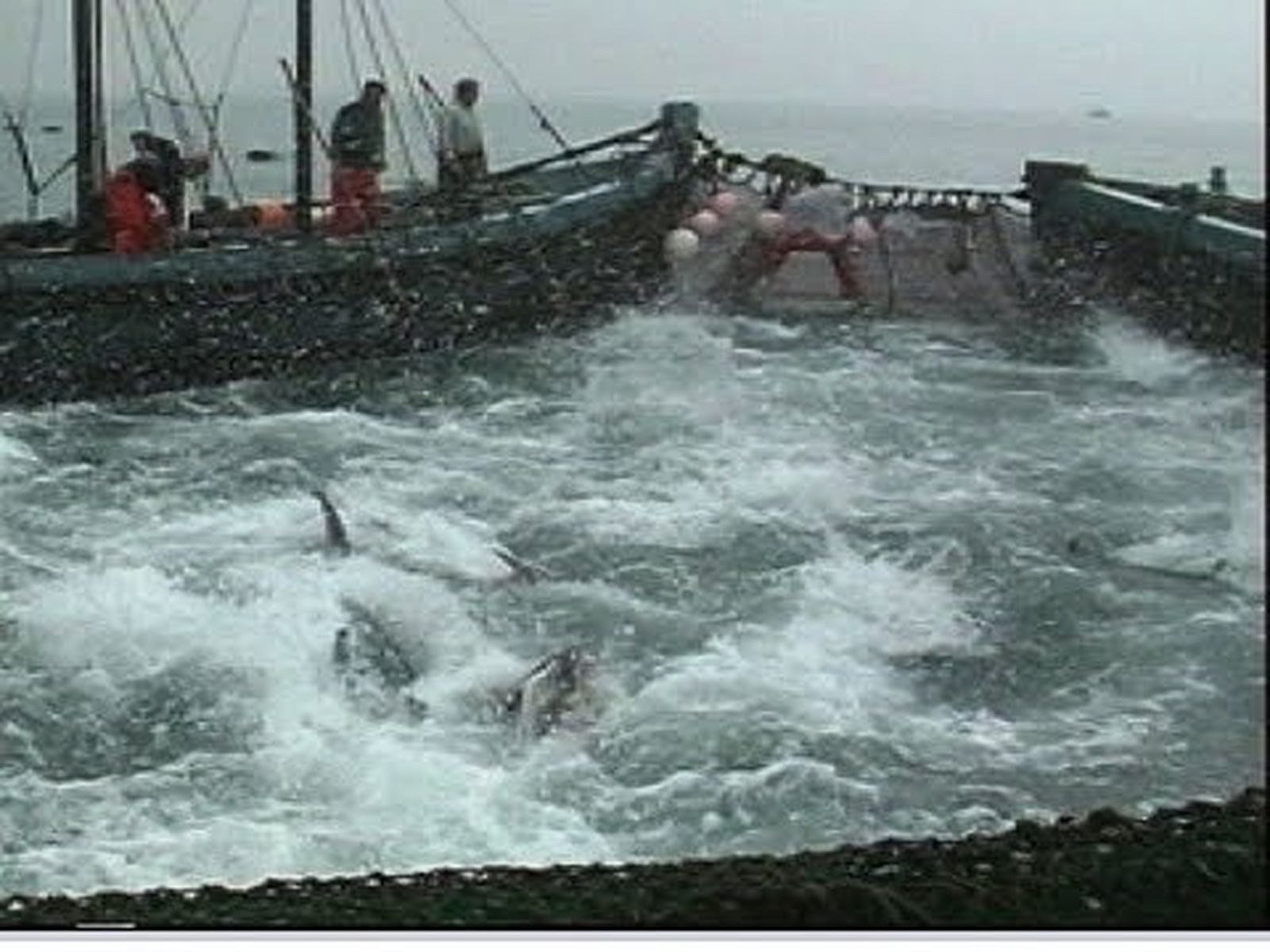 La almadraba, pesca tradicional del atún en Barbate | Día de la Gente de Mar