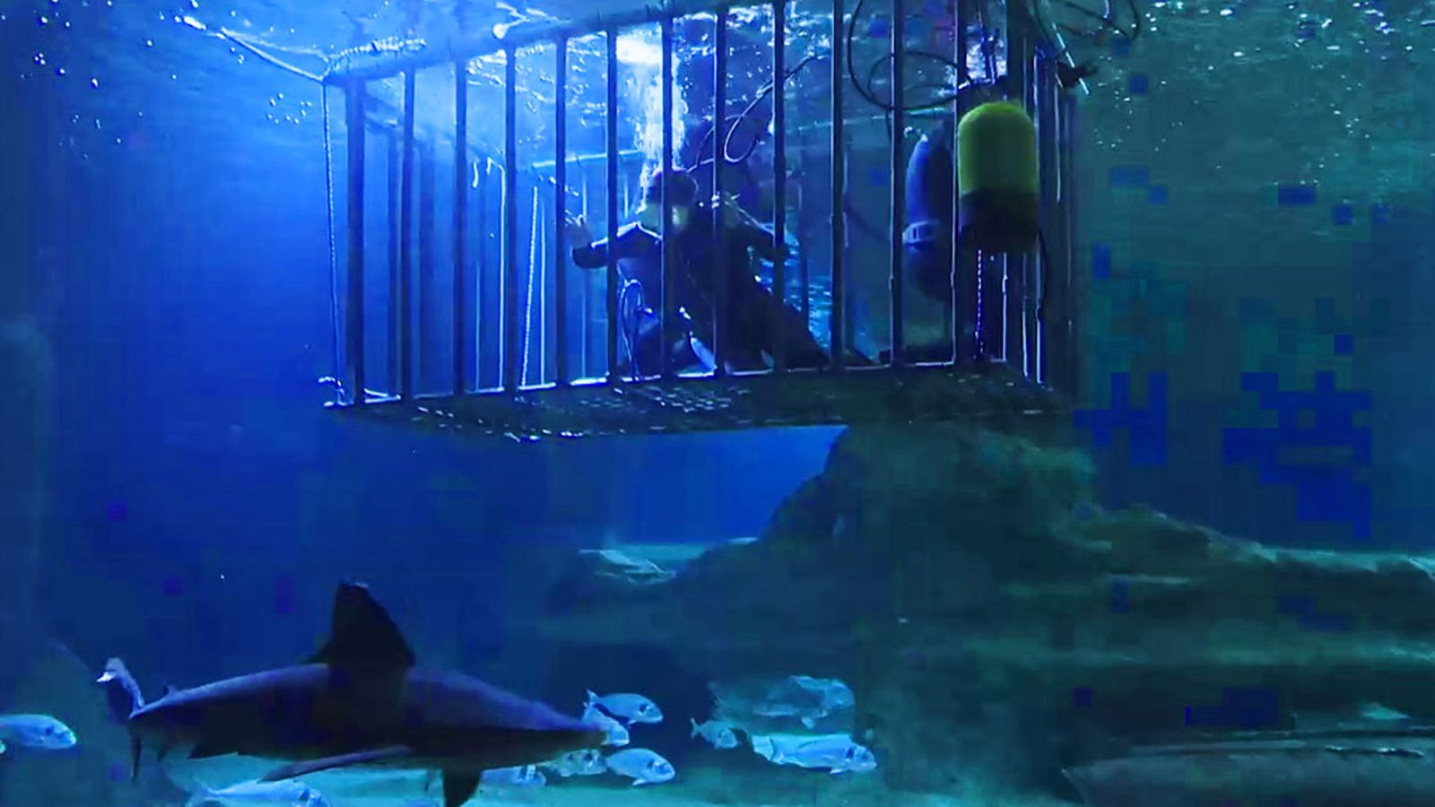 Bucear entre tiburones, una actividad para todos los públicos en Aguadulce