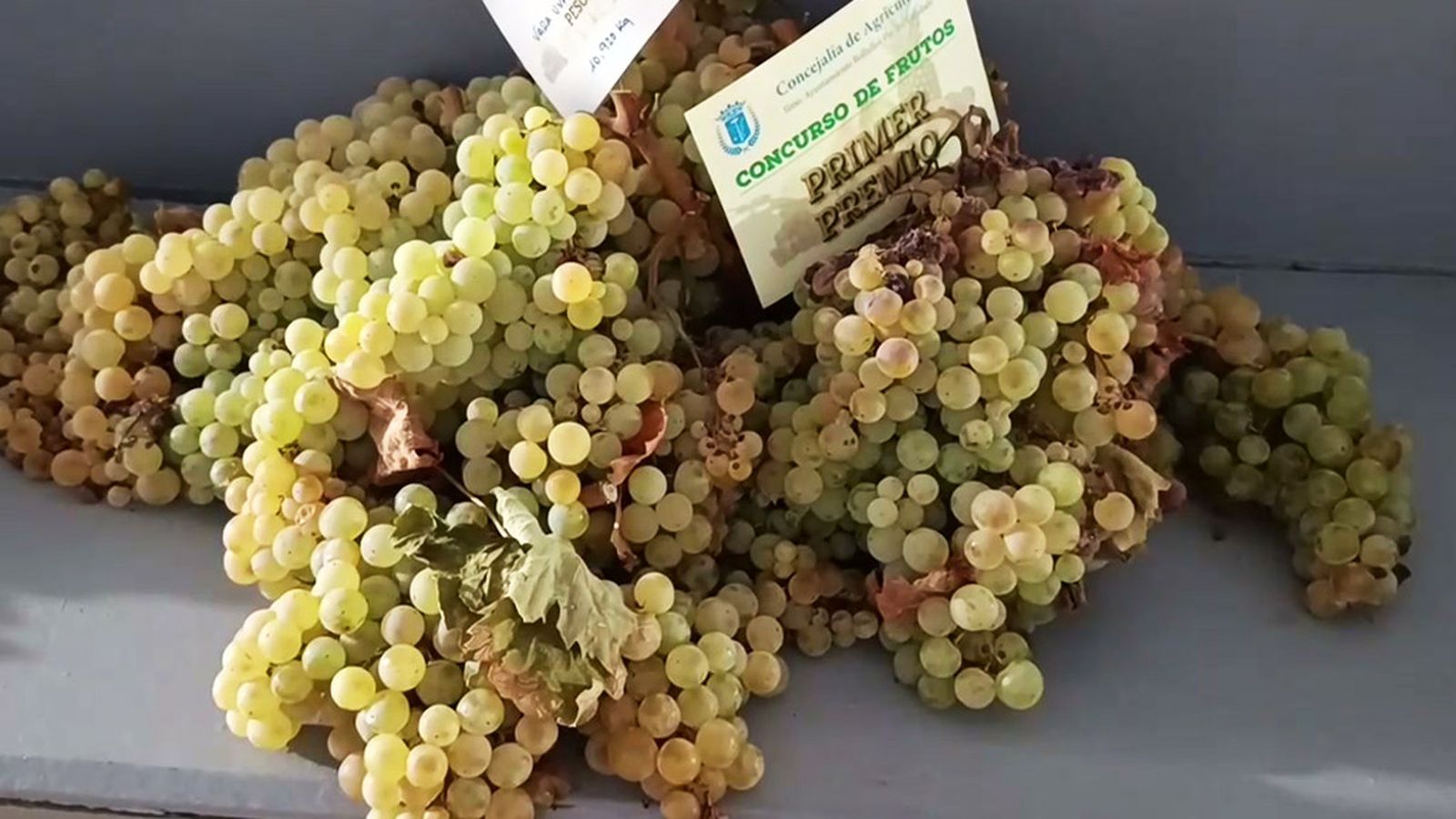 Uva zalema de Bollullos del Condado, una variedad de origen onubense