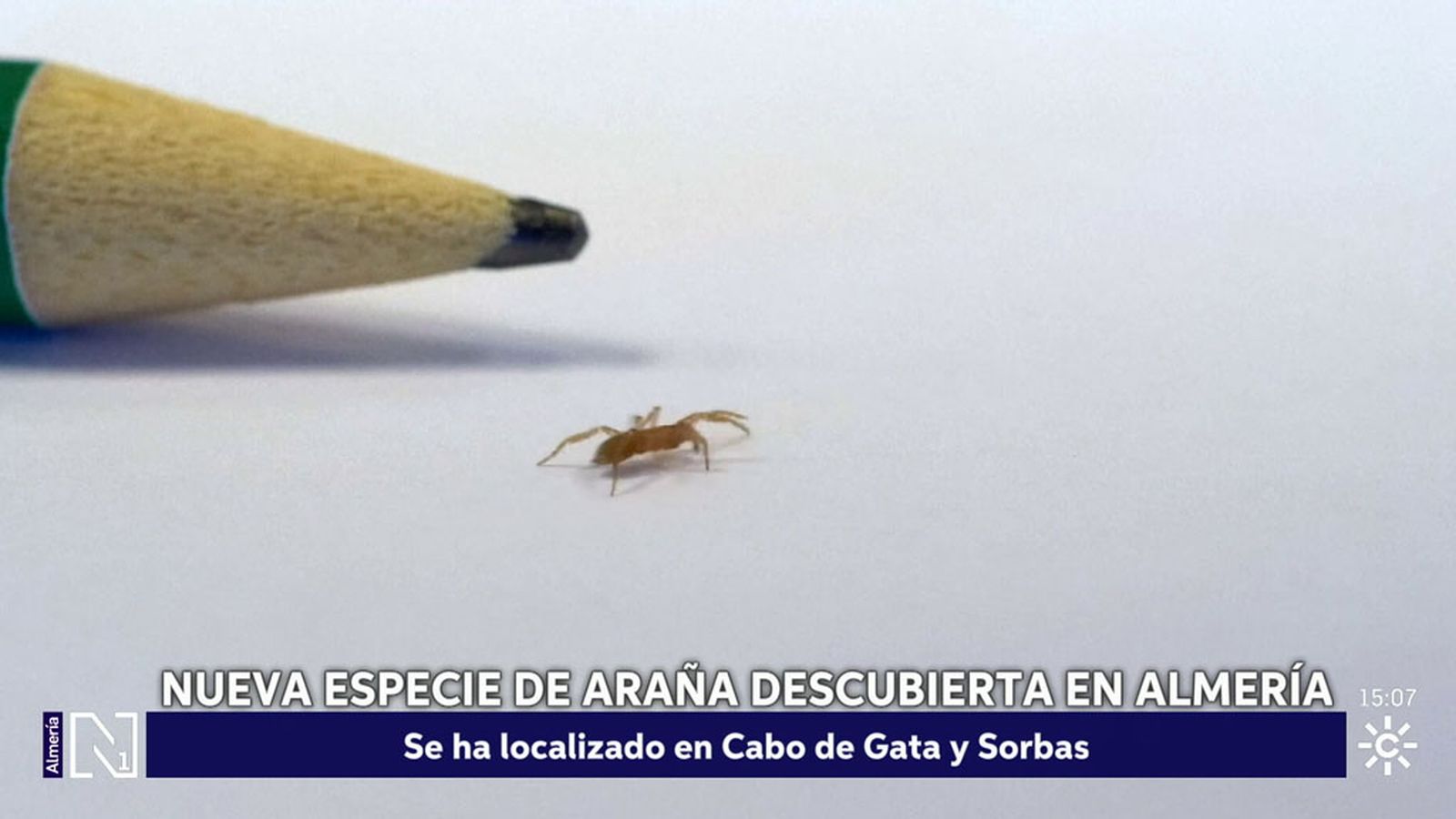 Científicos encuentran una nueva especie de araña en Almería