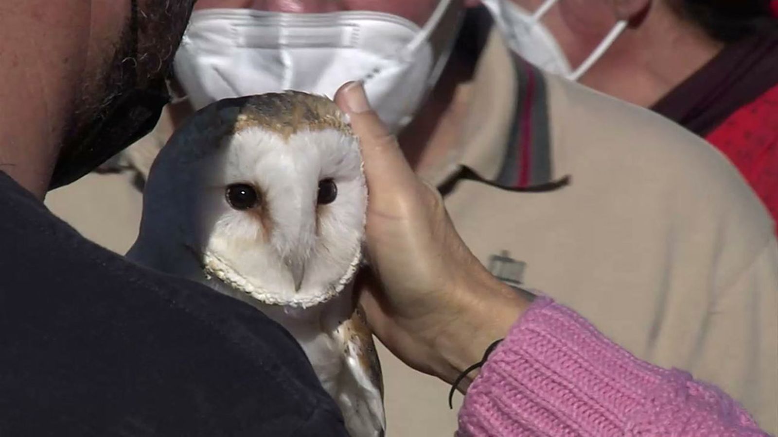 La terapia con rapaces para personas discapacitadas mejora la calidad de vida