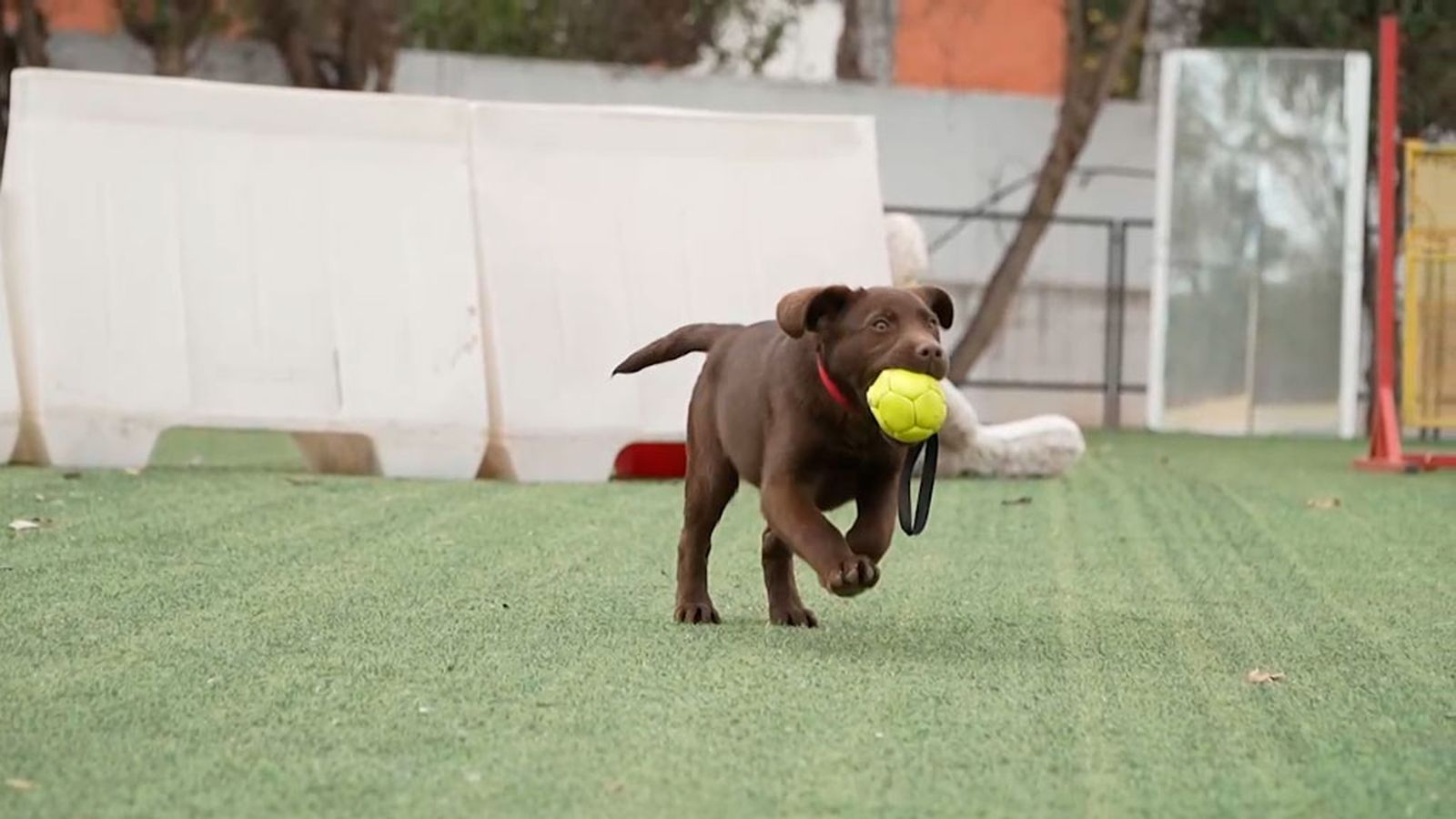 patas arriba erika pelota 1024x576
