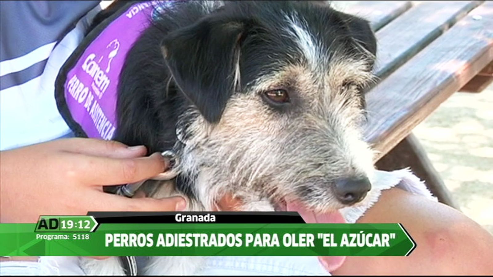 perro diabetes