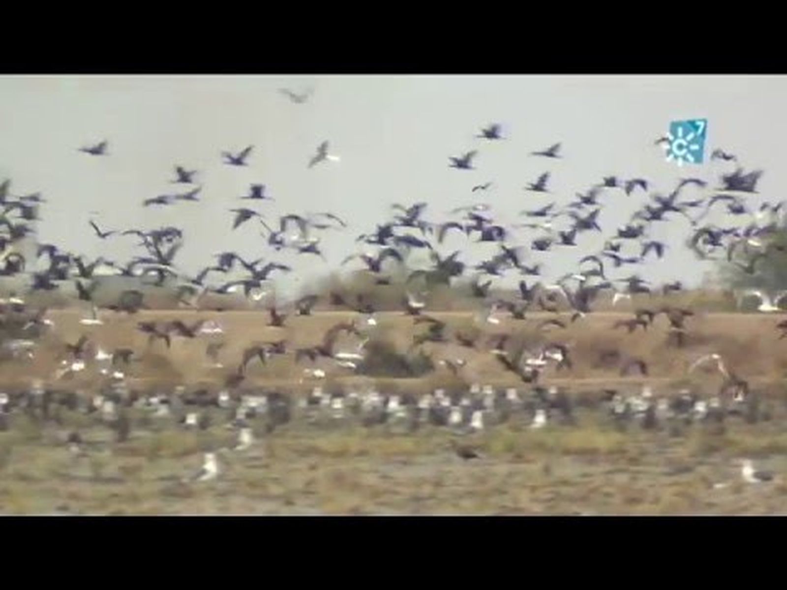 Aves en arrozal de las marismas del Guadalquivir (Sevilla)
