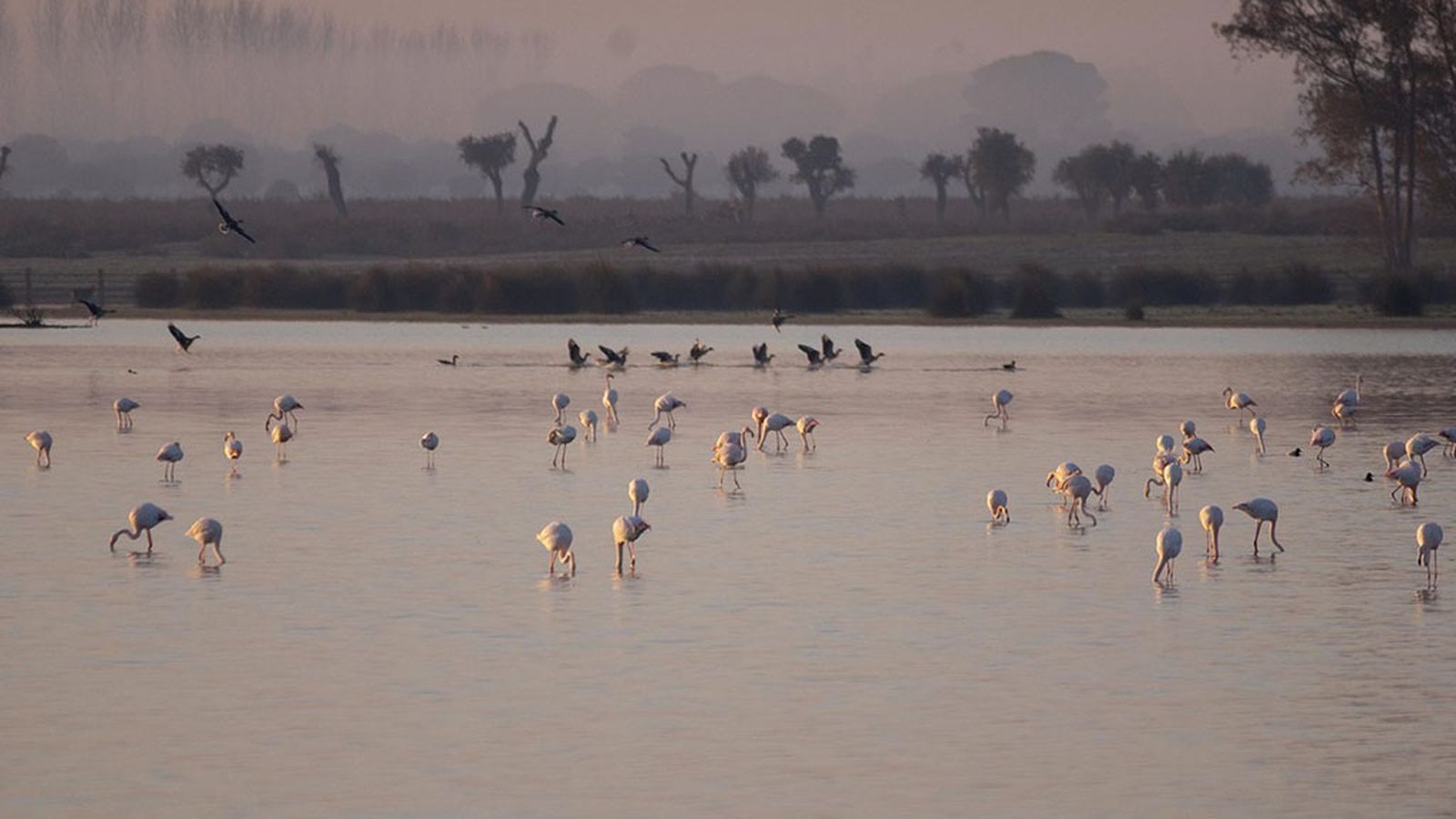 FOTO DOÑANA