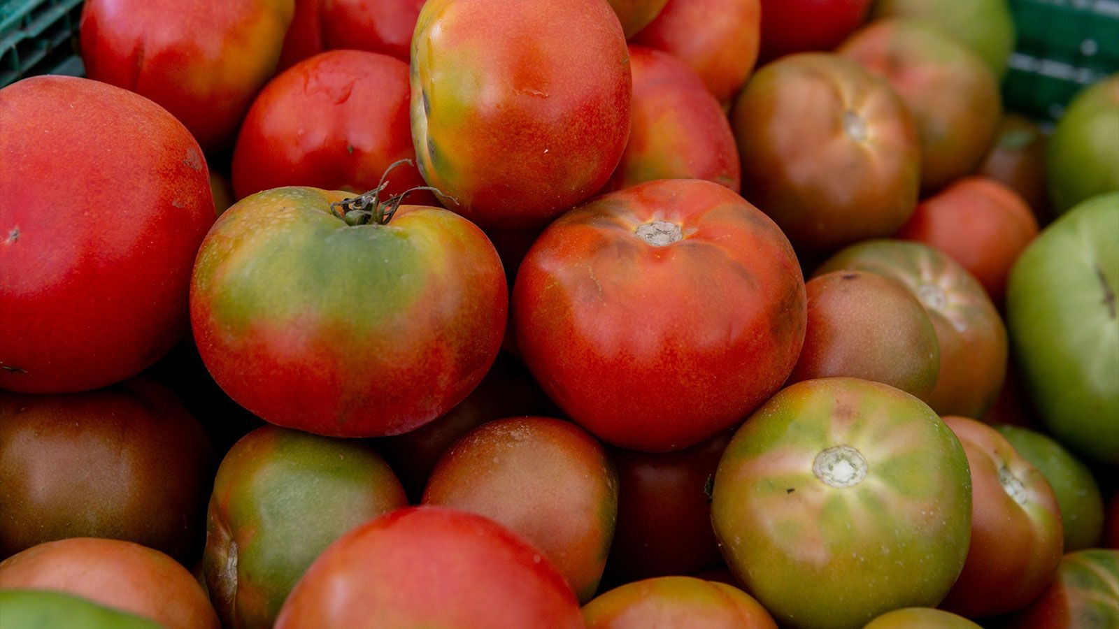 tomates