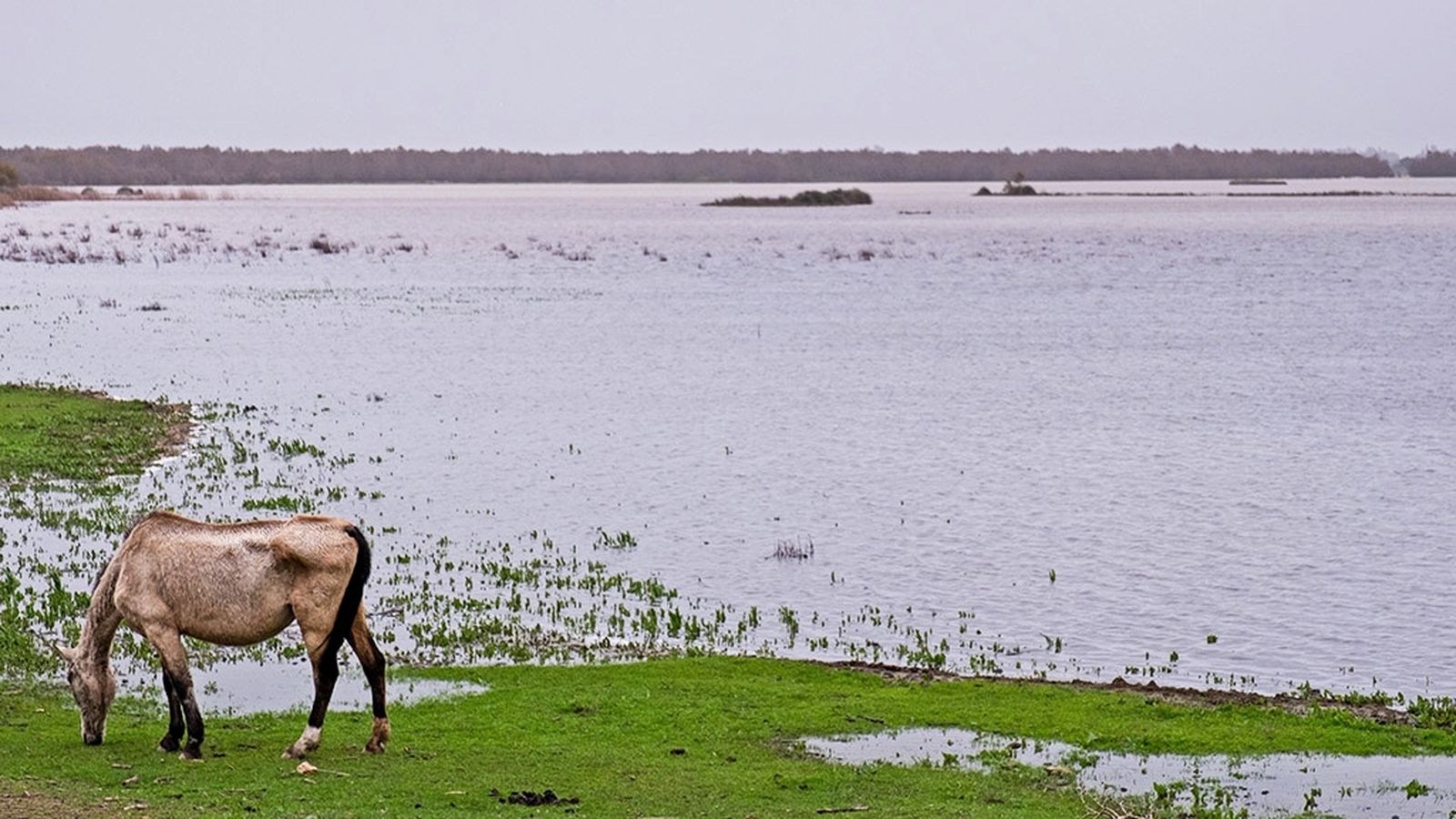 6 Doñana